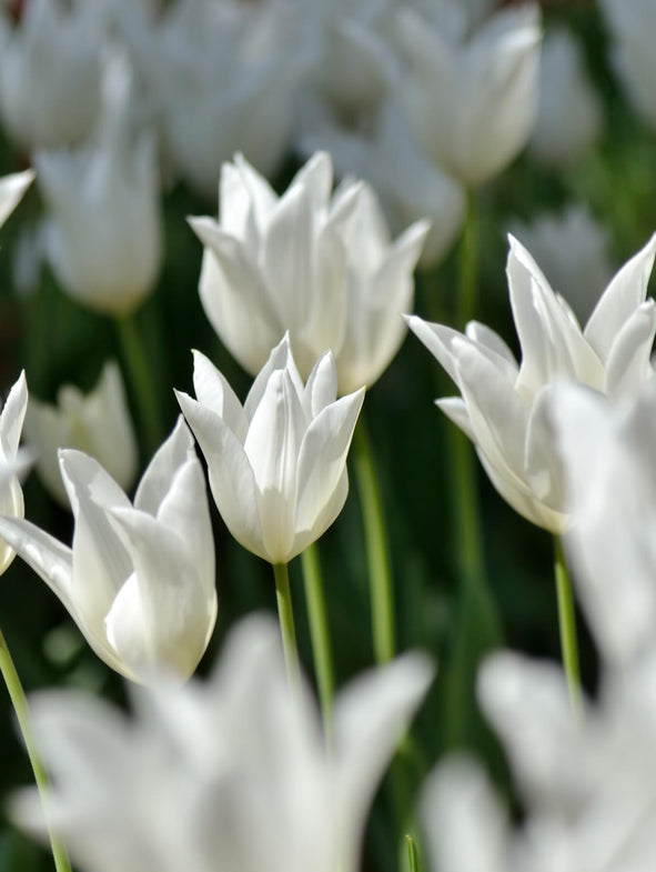 Tulip groups explained